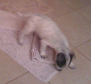BabyMax