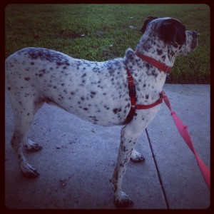 Max in the Park