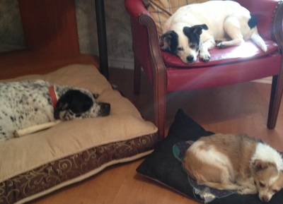 three dogs