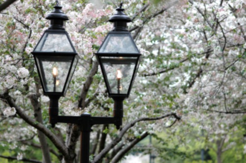 CherryBlossom-and-Lamps-by-mstroz-via-istockphoto