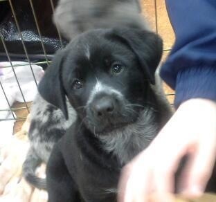 Teddy