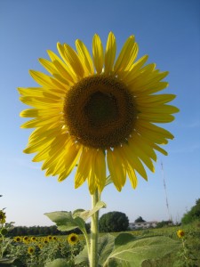 sunflower_by_ajjoelle_via_morguefile