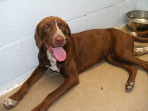 Adoptable Dog Morgan
